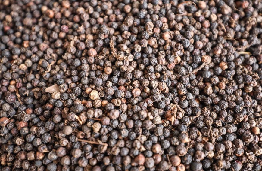 Pará segue como segundo maior produtor nacional de pimenta-do-reino