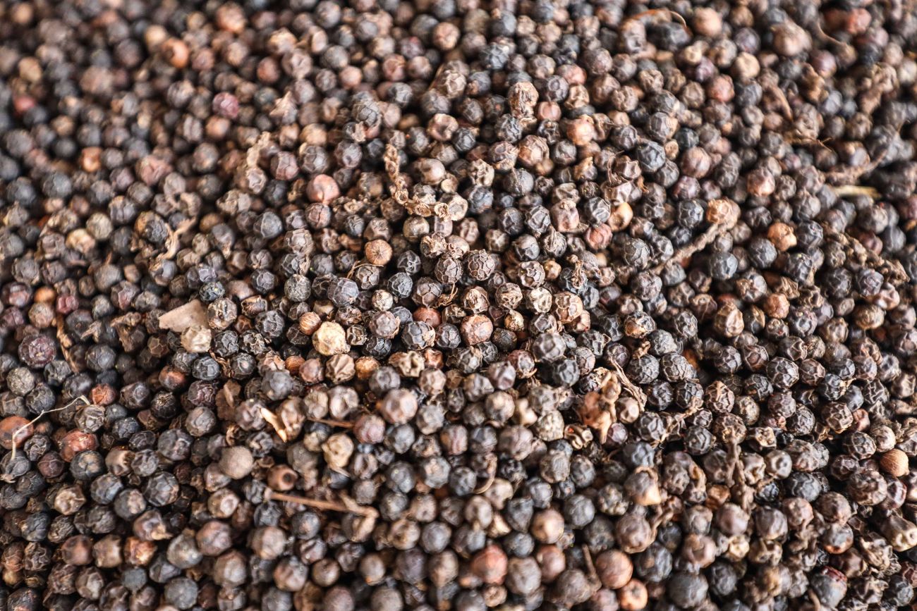 Pará segue como segundo maior produtor nacional de pimenta-do-reino