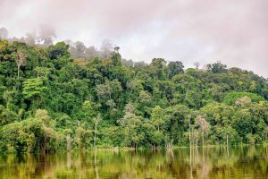 Programa de incentivo à pesquisa na Amazônia recebe mais de 120 propostas sustentáveis
