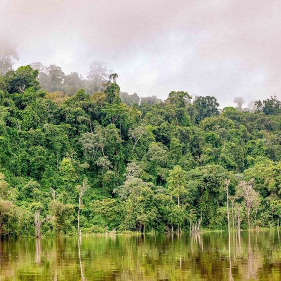 Programa de incentivo à pesquisa na Amazônia recebe mais de 120 propostas sustentáveis