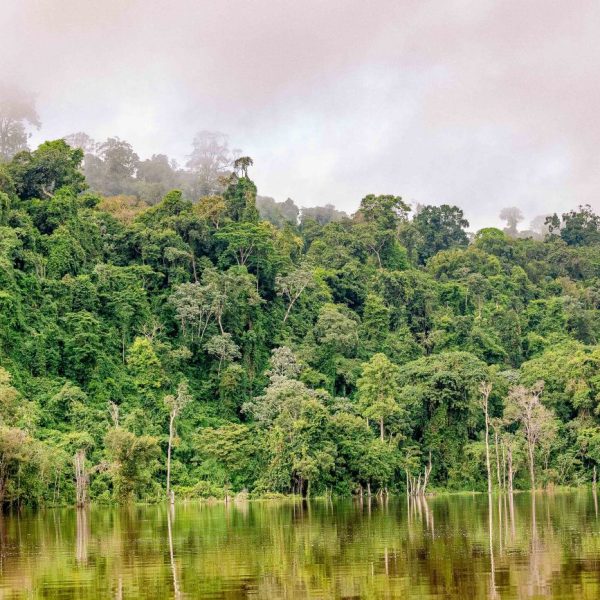 Programa de incentivo à pesquisa na Amazônia recebe mais de 120 propostas sustentáveis