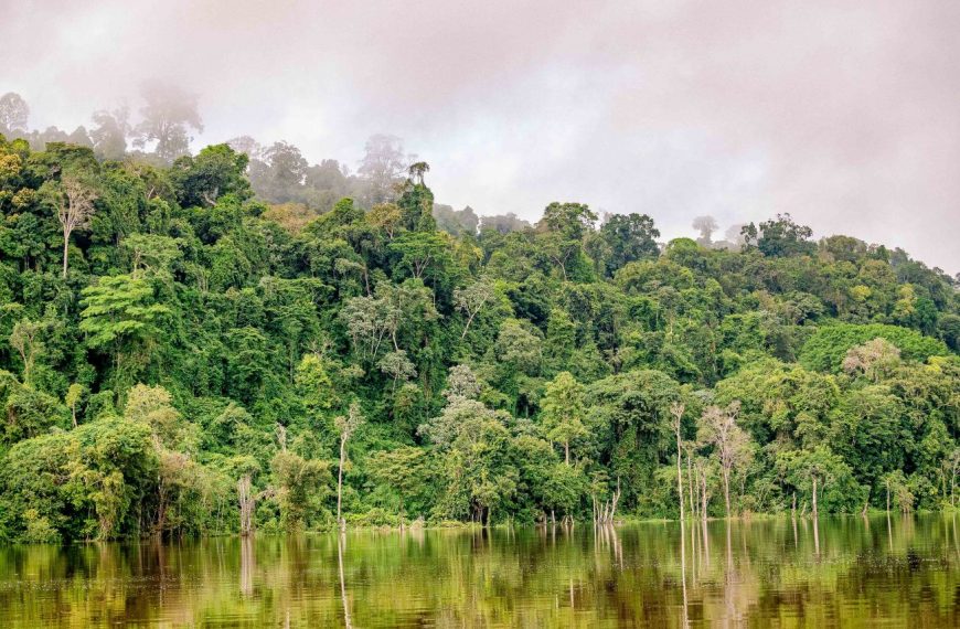 Programa de incentivo à pesquisa na Amazônia recebe mais de 120 propostas sustentáveis