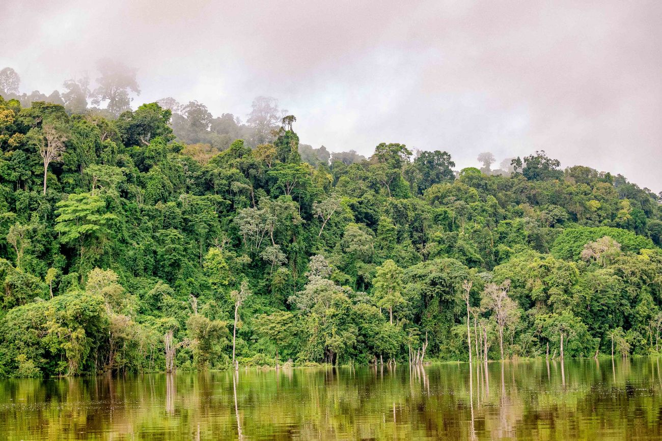 Programa de incentivo à pesquisa na Amazônia recebe mais de 120 propostas sustentáveis